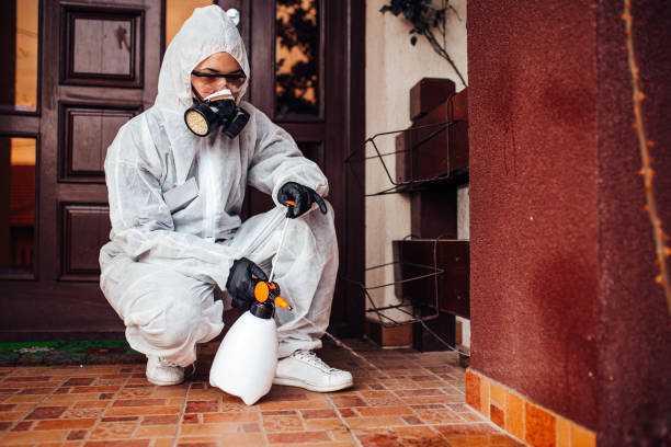 Reliable Ant Control contractor in Brushy Creek, TX by Show Me Pest Control